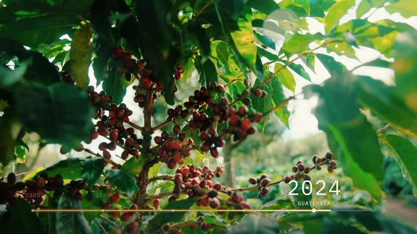 Coffee cherries growing on a branch in the Guatemala sequence